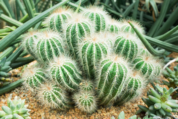 Cactus