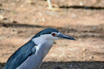 Black-crowned night heron