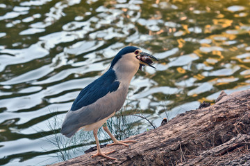 Black-crowned night heron