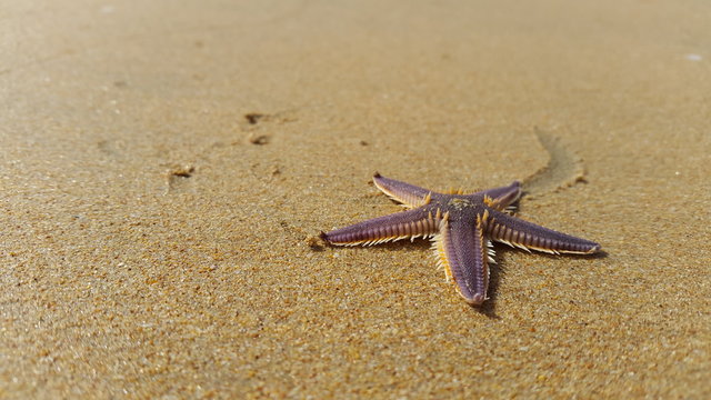 Estrella de mar, Pen&iacute;nsula de Paraguan&aacute; Estado Falcon, Venezuela