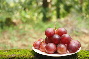Bunch of fresh red grapes berries in white plate in the garden with blurry bright green background