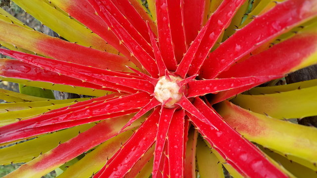 Bromelia