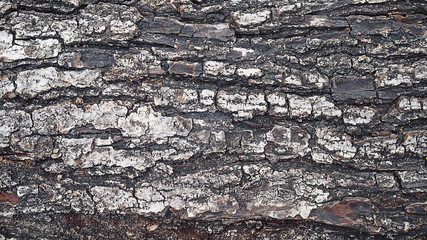 Old wood tree bark texture as background