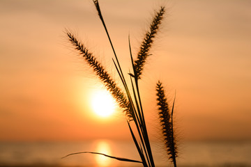 Fototapeta na wymiar sunset/grass flower blur with sunset background.