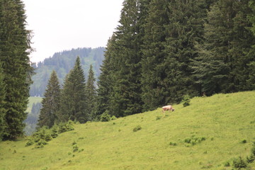 Alp views in Germany, 2009