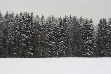 Winter forest in Moscow Region