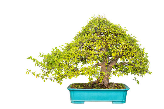 chinese elm bonsai tree