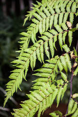 Close-up fern leaf in garden