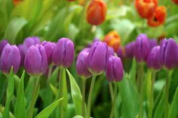 close-up in the field of tulips