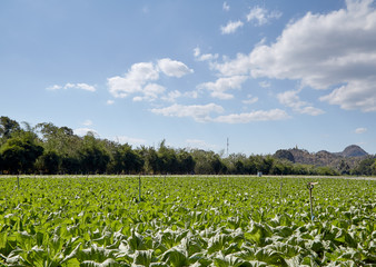 Fototapeta na wymiar a field of green lettuce under the sun