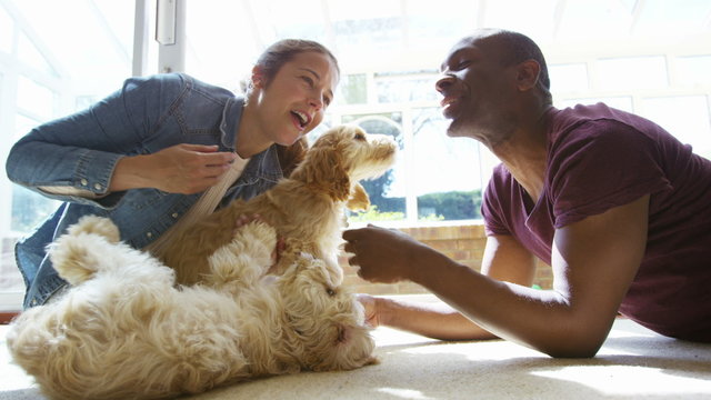  Couple relaxing at home with 2 playful young cocker-poo puppies. 