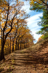 Fototapeta premium Autumn forest