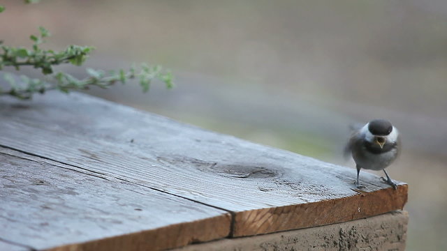 Hungry fledgling chickadee vibrates its wings and asks to be fed.