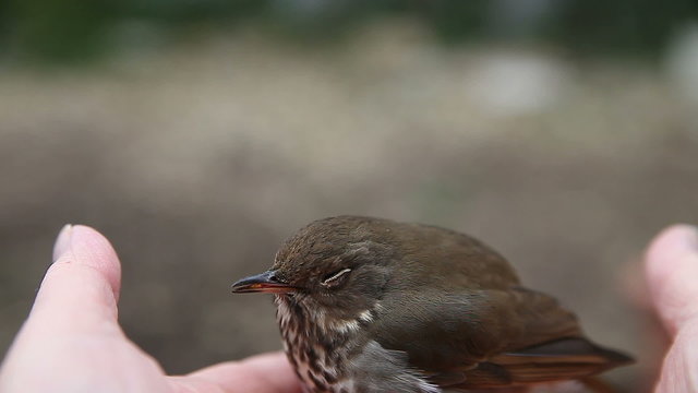 POV fledgling bird recovering from flying into window