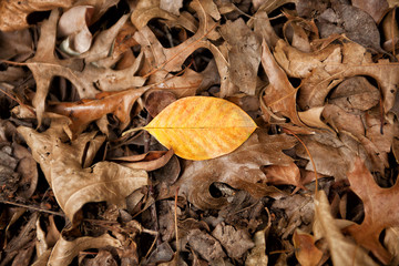 Yellow Autumn Leaf
