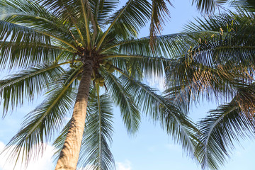 Tropical coconut trees