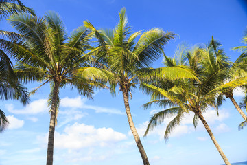 Tropical coconut trees