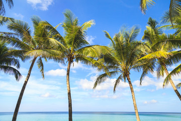 Fototapeta na wymiar Tropical coconut trees