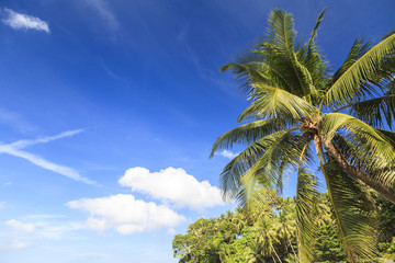 Fototapeta na wymiar Tropical coconut trees