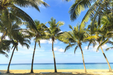 Tropical coconut trees