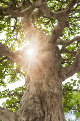 vertical photo of tree