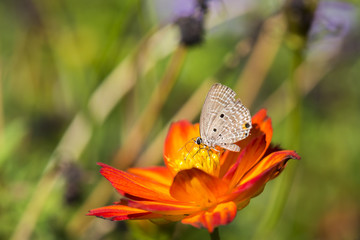 Butterfly on red flower with grass.