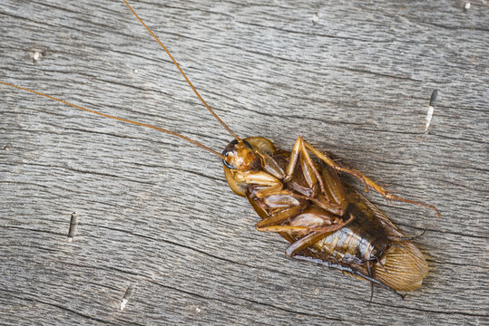 Dead cockroaches on the wooden
