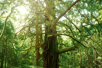 大きな杉の木　伊豆