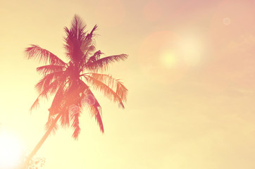 Fototapeta na wymiar Tropical palm tree with sun light.