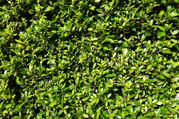 Green shrub background