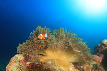 Clownfish Anemonefish Nemo fish