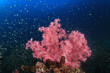 Tropical fish on coral reef sea ocean underwater