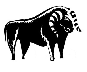 bull, yak, horns, black and white