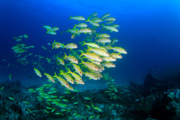 Fototapeta premium Tropical fish on coral reef sea ocean underwater