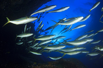 Obraz premium Swarm predator fish school hunting: Tuna, Trevallies, Jacks, Rainbow Runners, Emperors, Snappers and Wrasse