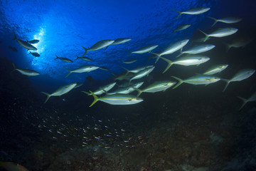 Fototapeta na wymiar Swarm predator fish school hunting: Tuna, Trevallies, Jacks, Rainbow Runners, Emperors, Snappers and Wrasse