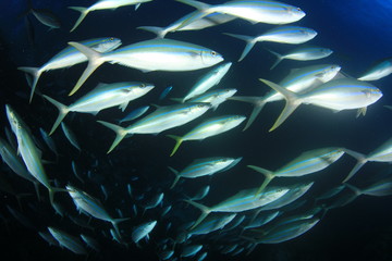 Swarm predator fish school hunting: Tuna, Trevallies, Jacks, Rainbow Runners, Emperors, Snappers...