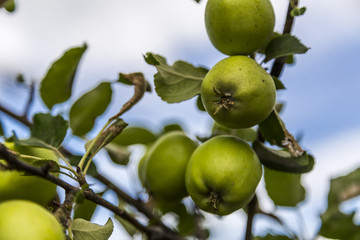 Pears on Tree