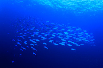 Fototapeta na wymiar Fish shoal underwater sea blue ocean