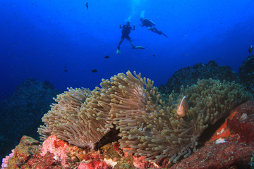 Naklejka na ściany i meble Scuba divers diving on coral reef with fish sea ocean underwater