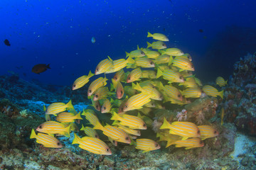 Naklejka na ściany i meble Coral reef, tropical fish, sea ocean underwater