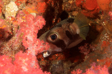 Coral reef, tropical fish, sea ocean underwater