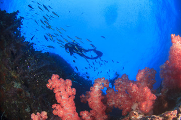 Fototapeta na wymiar Scuba divers diving on coral reef with fish sea ocean underwater
