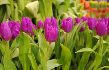 close-up in the field of tulips