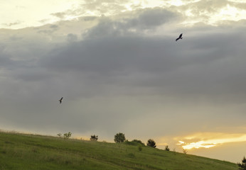 Hawks circling in the background of storm clouds