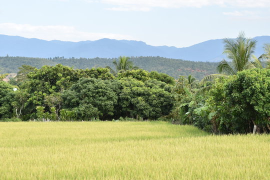 Terrace rice field in maejam Thailand,
