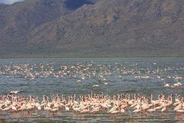 Fototapeta premium Flock Flamingo birds Kenya, East Africa