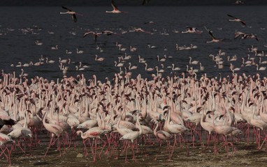 Flock Flamingo birds Kenya, East Africa