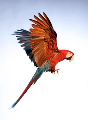 Foto auf Acrylglas Papagei Ein Papagei im Flug