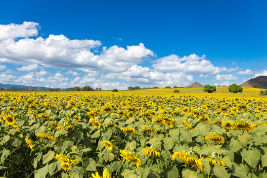 sunflowers on blue sky background at the field in summer